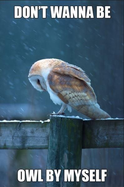 [Image: 60290139_dont-wanna-be-owl-by-myself-quote-1.jpg]