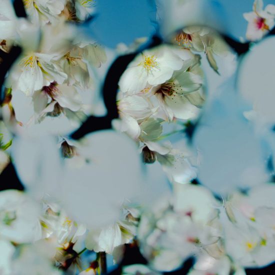 Free Image Hosting